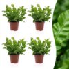Asplenium Crispy Wave - Asplenium Crispy Wave - 4 Planten