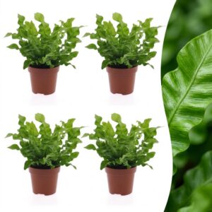Asplenium Crispy Wave - Asplenium Crispy Wave - 4 Planten