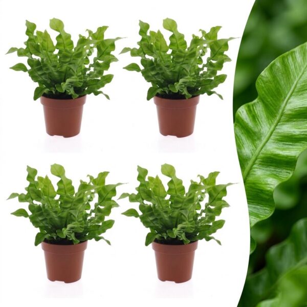 thumbnail_6000-70.jpg Asplenium Crispy Wave - Asplenium Crispy Wave - 4 Planten