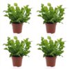 Asplenium Crispy Wave - Asplenium Crispy Wave - 4 Planten