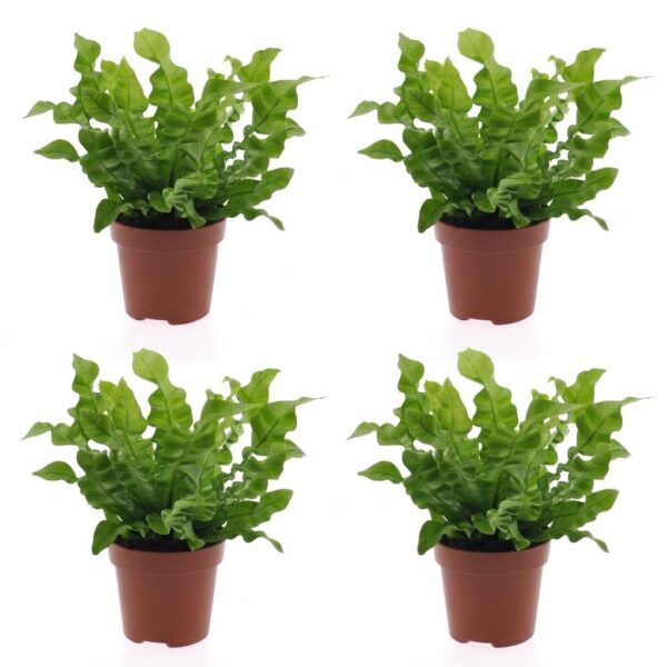 thumbnail_6000-71.jpg Asplenium Crispy Wave - Asplenium Crispy Wave - 4 Planten