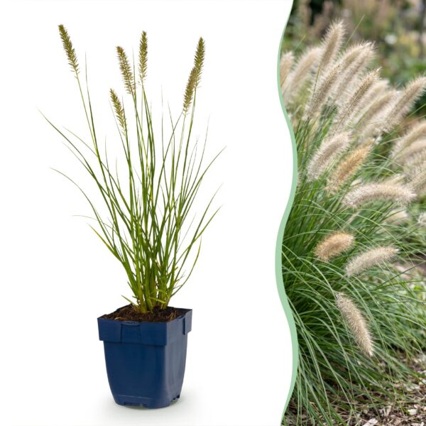 Pennisetum alop. Hameln - Lampenpoetsergras - Met Pluim - Groen - 12 Planten