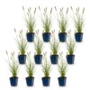 Pennisetum alop. Hameln - Lampenpoetsergras - Met Pluim - Groen - 12 Planten