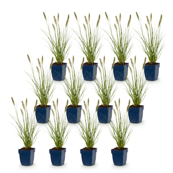 Pennisetum alop. Hameln - Lampenpoetsergras - Met Pluim - Groen - 12 Planten