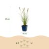 Pennisetum alop. Hameln - Lampenpoetsergras - Met Pluim - Groen - 12 Planten