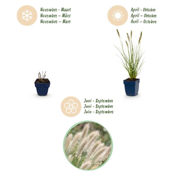 Pennisetum alop. Hameln - Lampenpoetsergras - Met Pluim - Groen - 12 Planten