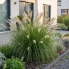Pennisetum alop. Hameln - Lampenpoetsergras - Met Pluim - Groen - 12 Planten