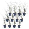 Miscanthus sin. Gracillimus - Pampusgras - Met Pluim - Groen - 12 Planten