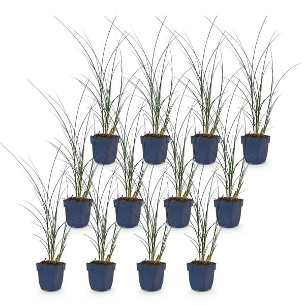 thumbnail_6000-723.jpg Miscanthus sin. Gracillimus - Pampusgras - Met Pluim - Groen - 12 Planten