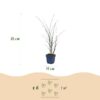 Miscanthus sin. Gracillimus - Pampusgras - Met Pluim - Groen - 12 Planten