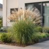 Miscanthus sin. Gracillimus - Pampusgras - Met Pluim - Groen - 12 Planten