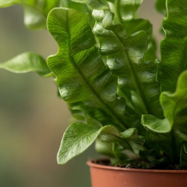 thumbnail_6000-73.jpg Asplenium Crispy Wave - Asplenium Crispy Wave - 4 Planten