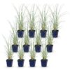 Miscanthus sin. Morning Light - Pampusgras - Met Pluim - Zilver - 12 Planten