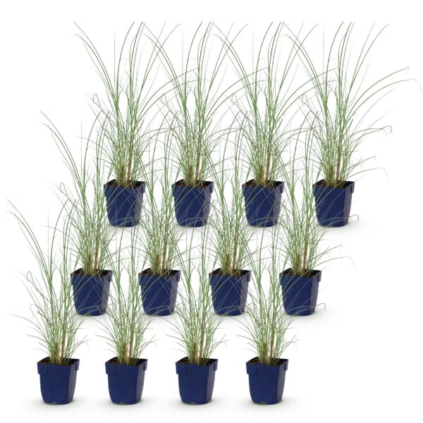 thumbnail_6000-735.jpg Miscanthus sin. Morning Light - Pampusgras - Met Pluim - Zilver - 12 Planten