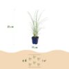 Miscanthus sin. Morning Light - Pampusgras - Met Pluim - Zilver - 12 Planten