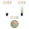 Miscanthus sin. Morning Light - Pampusgras - Met Pluim - Zilver - 12 Planten