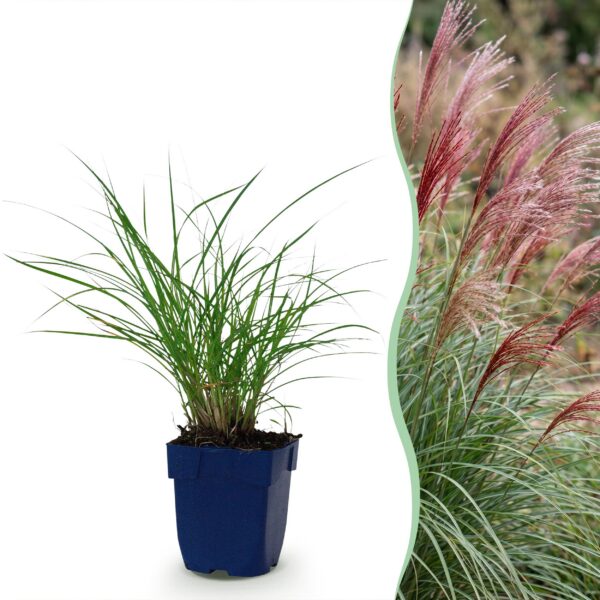 thumbnail_6000-746.jpg Miscanthus sin. Red Chief - Pampusgras - Met Pluim - Groen - 12 Planten