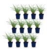 Miscanthus sin. Red Chief - Pampusgras - Met Pluim - Groen - 12 Planten