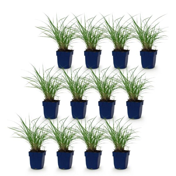 thumbnail_6000-747.jpg Miscanthus sin. Red Chief - Pampusgras - Met Pluim - Groen - 12 Planten