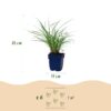 Miscanthus sin. Red Chief - Pampusgras - Met Pluim - Groen - 12 Planten