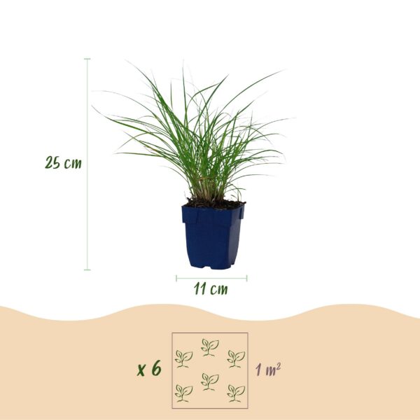 thumbnail_6000-748.jpg Miscanthus sin. Red Chief - Pampusgras - Met Pluim - Groen - 12 Planten