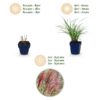 Miscanthus sin. Red Chief - Pampusgras - Met Pluim - Groen - 12 Planten