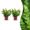 Asplenium Crispy Wave - Asplenium Crispy Wave - 2 Planten