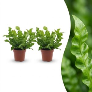 Asplenium Crispy Wave - Asplenium Crispy Wave - 2 Planten