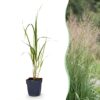 Molinia arund. Karl Foerster - Pijpestrootje - Met Pluim - Groen - 12 Planten