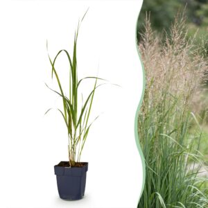 thumbnail_6000-758.jpg Molinia arund. Karl Foerster - Pijpestrootje - Met Pluim - Groen - 12 Planten