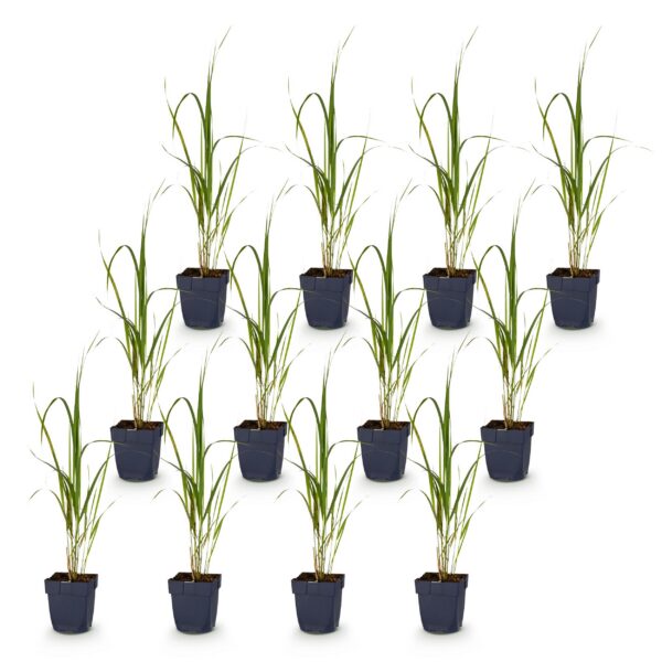 Molinia arund. Karl Foerster - Pijpestrootje - Met Pluim - Groen - 12 Planten
