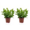 Asplenium Crispy Wave - Asplenium Crispy Wave - 2 Planten