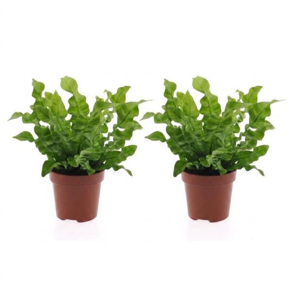 thumbnail_6000-76.jpg Asplenium Crispy Wave - Asplenium Crispy Wave - 2 Planten