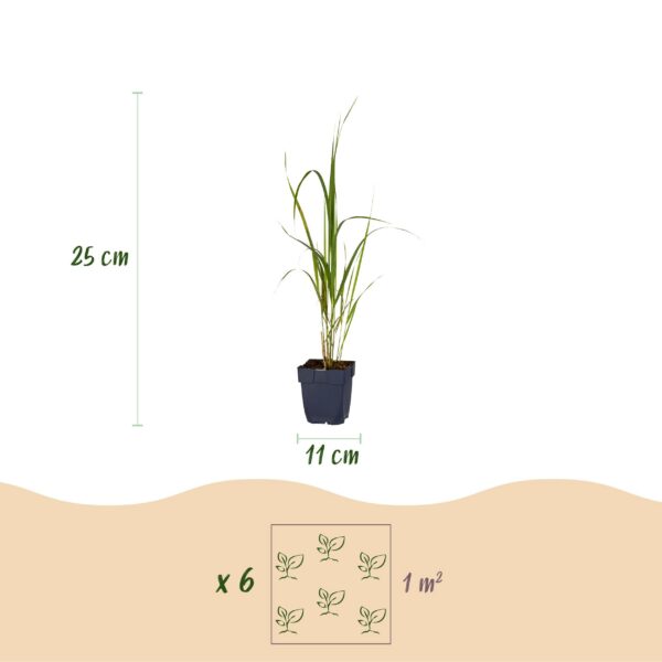 Molinia arund. Karl Foerster - Pijpestrootje - Met Pluim - Groen - 12 Planten