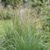 Molinia arund. Karl Foerster - Pijpestrootje - Met Pluim - Groen - 12 Planten
