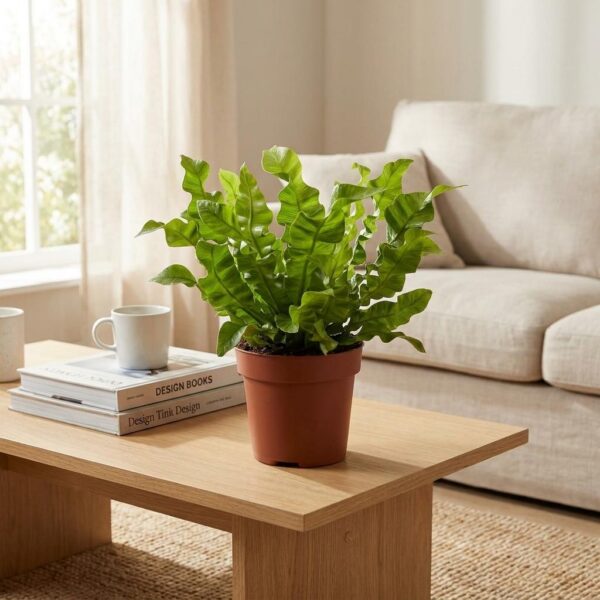 thumbnail_6000-77.jpg Asplenium Crispy Wave - Asplenium Crispy Wave - 2 Planten