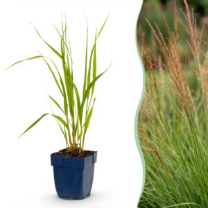 thumbnail_6000-770.jpg Molinia caer. Heidebraut - Pijpestrootje - Met Pluim - Groen - 12 Planten