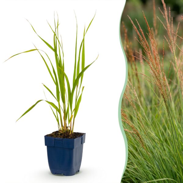 thumbnail_6000-770.jpg Molinia caer. Heidebraut - Pijpestrootje - Met Pluim - Groen - 12 Planten