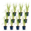 Molinia caer. Heidebraut - Pijpestrootje - Met Pluim - Groen - 12 Planten