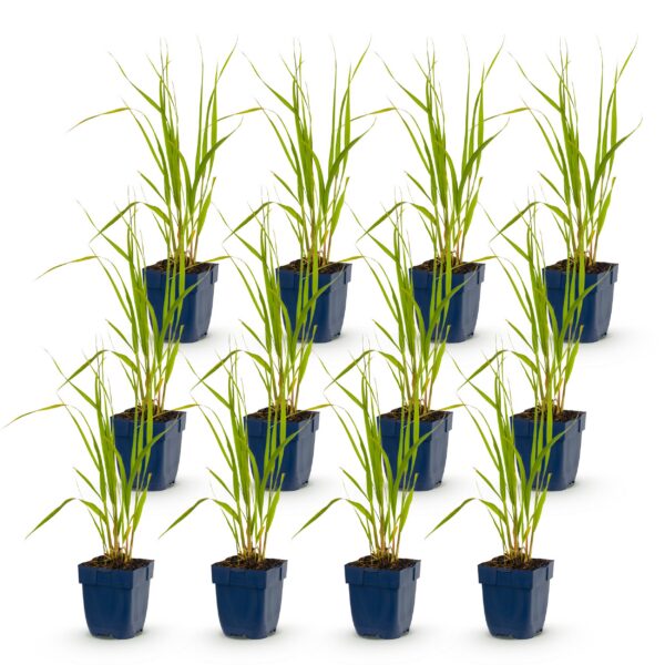 thumbnail_6000-771.jpg Molinia caer. Heidebraut - Pijpestrootje - Met Pluim - Groen - 12 Planten