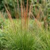 Molinia caer. Heidebraut - Pijpestrootje - Met Pluim - Groen - 12 Planten