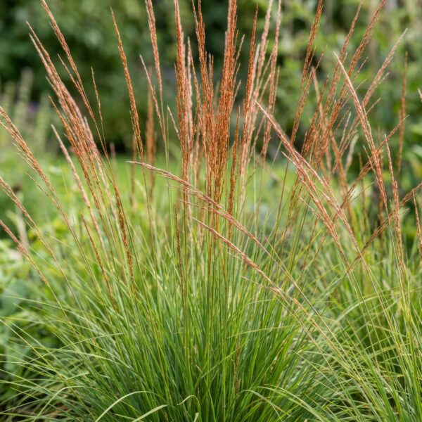 thumbnail_6000-774.jpg Molinia caer. Heidebraut - Pijpestrootje - Met Pluim - Groen - 12 Planten