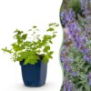 Nepeta faassenii 'Six Hills Giant' - Kattenkruid - Bijen- en vlinderlokkers - Paars - 12 Planten