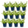 Nepeta faassenii 'Six Hills Giant' - Kattenkruid - Bijen- en vlinderlokkers - Paars - 12 Planten