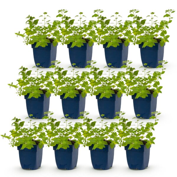 thumbnail_6000-783.jpg Nepeta faassenii 'Six Hills Giant' - Kattenkruid - Bijen- en vlinderlokkers - Paars - 12 Planten