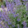 Nepeta faassenii 'Six Hills Giant' - Kattenkruid - Bijen- en vlinderlokkers - Paars - 12 Planten