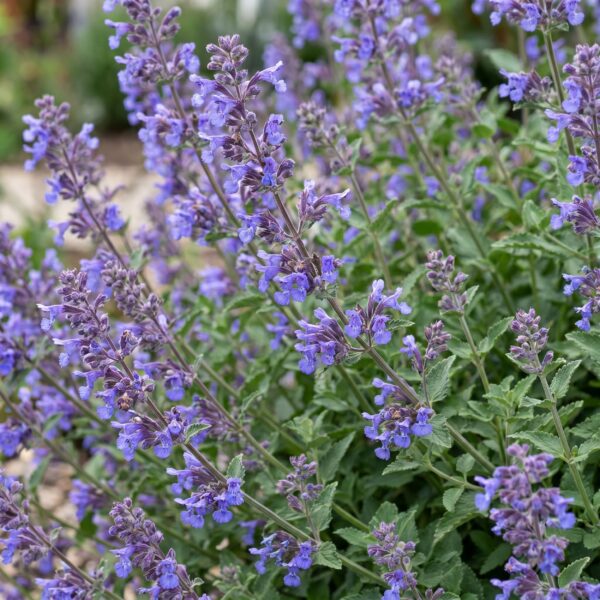 thumbnail_6000-786.jpg Nepeta faassenii 'Six Hills Giant' - Kattenkruid - Bijen- en vlinderlokkers - Paars - 12 Planten