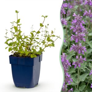 thumbnail_6000-794.jpg Nepeta rac. Grog - Kattenkruid - Bijen- en vlinderlokkers - Blauw - 12 Planten