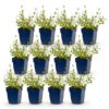 Nepeta rac. Grog - Kattenkruid - Bijen- en vlinderlokkers - Blauw - 12 Planten