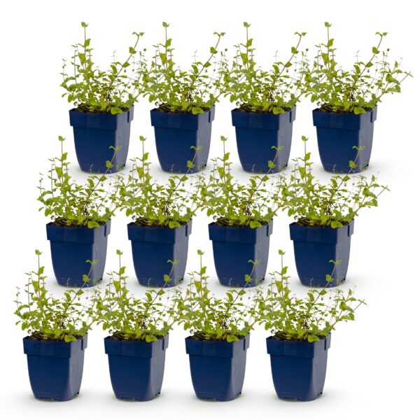 Nepeta rac. Grog - Kattenkruid - Bijen- en vlinderlokkers - Blauw - 12 Planten